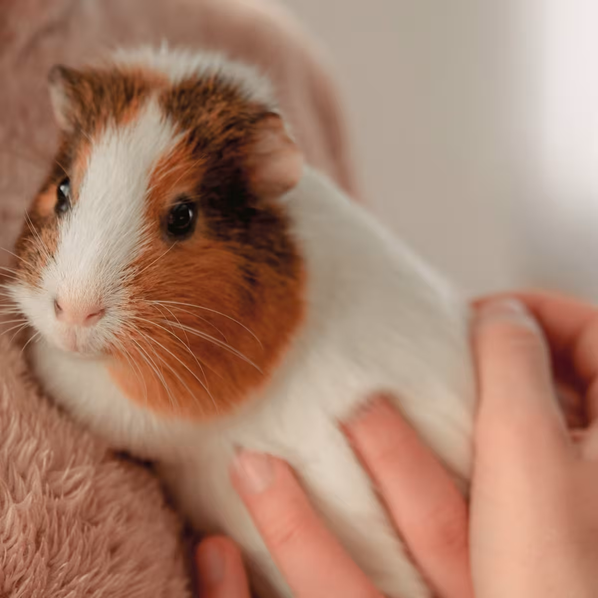 Pet Fostering | Volunteers / Carers living in the North West